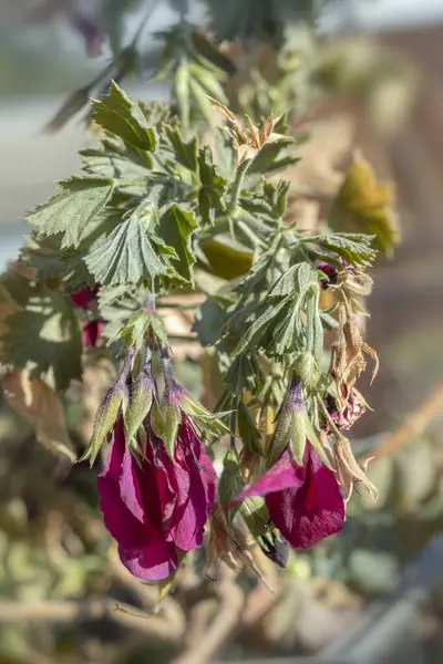 乾燥した季節の間に植物が病んでいる退色した花. — ストック写真