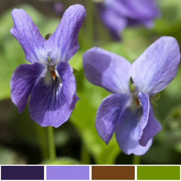 Flor de primavera violeta en un día soleado. Flor púrpura primer plano —  Fotos de Stock