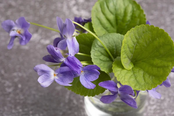 Pequeño ramo de primavera, violetas de cerca. Enfoque suave —  Fotos de Stock