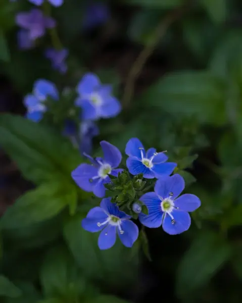Niebieskie kwiaty na zielonych liściach — Zdjęcie stockowe