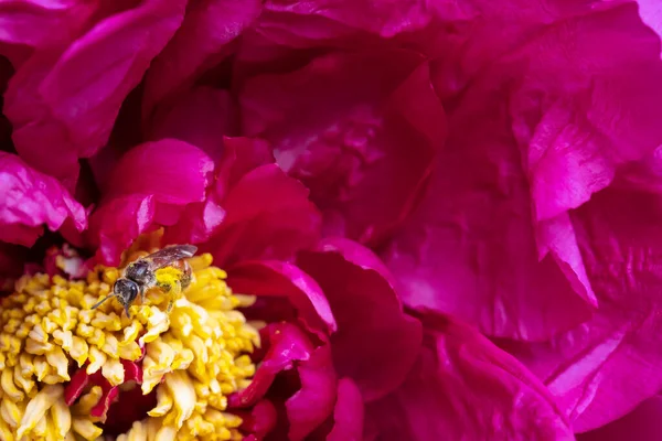 O núcleo amarelo da flor é a peônia carmesim e a abelha — Fotografia de Stock