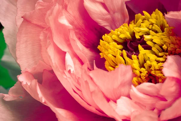 Rosa peônia flor close up matizado — Fotografia de Stock