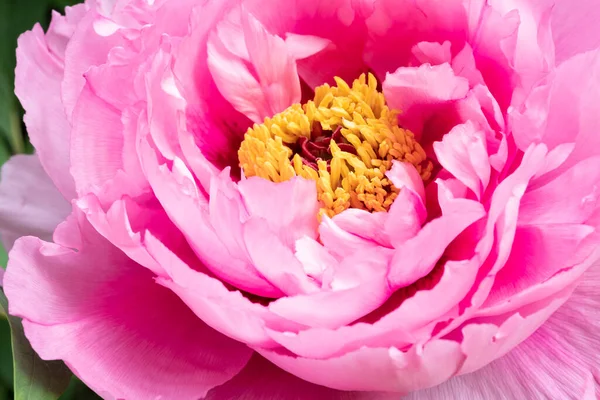 Rózsaszín bazsarózsa virág közelkép, elvont virág háttér, — Stock Fotó