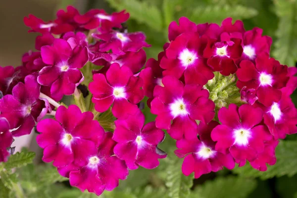 Framboesa Verbena Flor Topo Dia Ensolarado — Fotografia de Stock