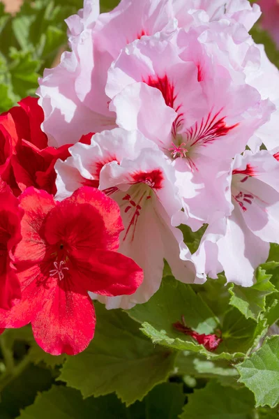 赤と白のペラルゴニウムの花はホームガーデンを咲かせます — ストック写真