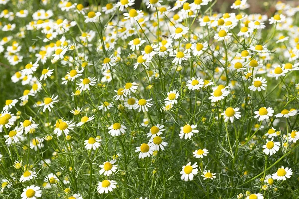 Kamille Apotheek Zonnig Glade Kruid Achtergrond Behang — Stockfoto