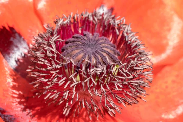 ケシの花の中心にマクロフォト — ストック写真