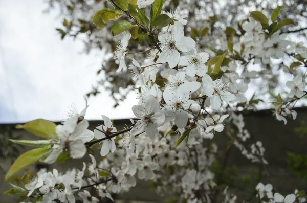 The branch flowering  plum  on background overcast sky — Stock Photo, Image