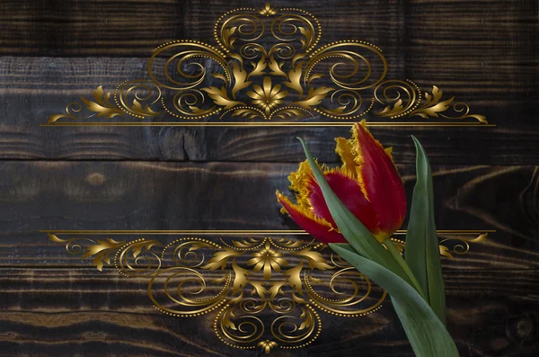 Tulipano rosso con bordo giallo su tavole di legno scuro — Foto Stock