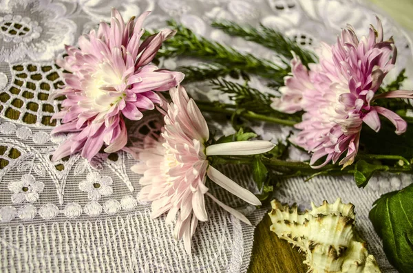 Rosa Astern mit Nadelzweig und Muschel auf Spitzenserviette — Stockfoto