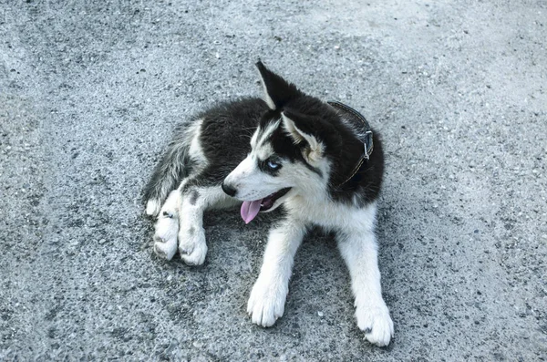 Cachorro cansado Husky con la lengua sobresaliendo, descansa en el camino —  Fotos de Stock