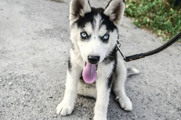 Pequeño cachorro Huskyon correa con la lengua colgando —  Fotos de Stock