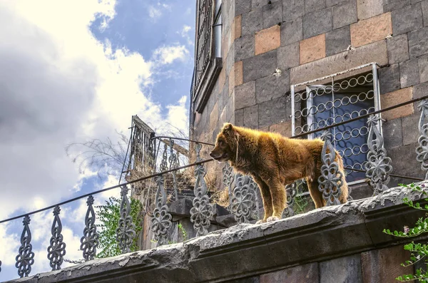 Дуже великий дорослий червоний собака охороняє колапс будівлі — стокове фото