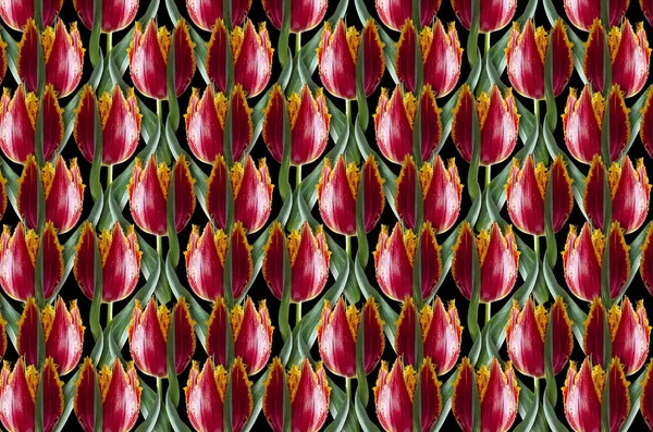Rote Tulpen mit gelbem Rand auf schwarzem Hintergrund — Stockfoto