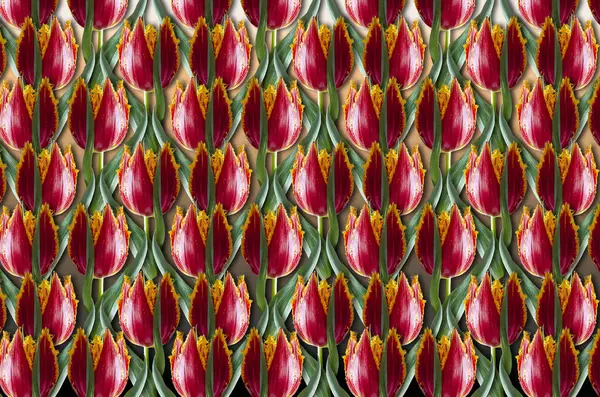 Červené tulipány s žlutým okrajem na hnědých barevných přechodů — Stock fotografie