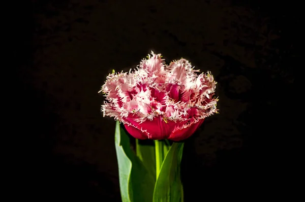 Nagy piros terry Tulip, rózsaszín, zöld rojtos elhagyja a fekete háttér — Stock Fotó