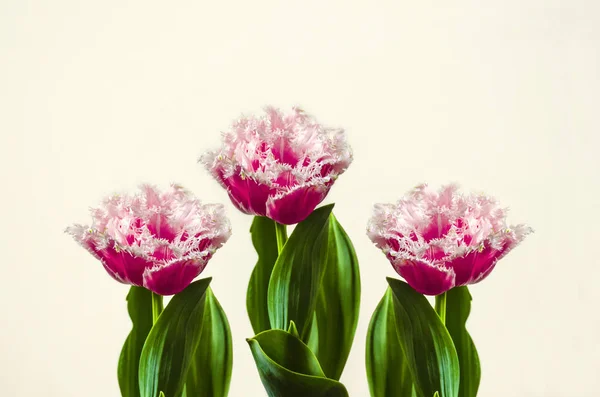 Nagy vörös, rózsaszín fringe, terry tulipán, a fehér háttér — Stock Fotó