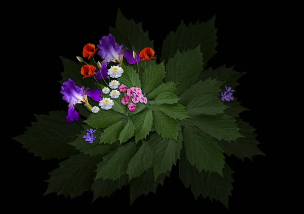 Bouquet di piccoli fiori selvatici papavero, iris viola, astri bianchi, pervinca, Phlox rosa e grandi foglie di Liana su sfondo nero — Foto Stock