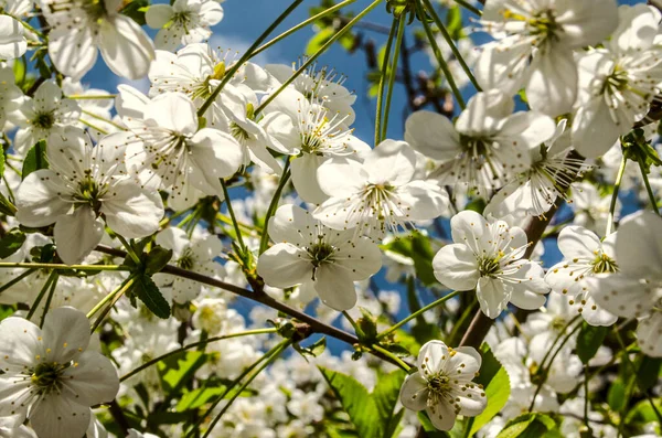 Blue sky with delicate white cherry flowers — Stock Photo, Image