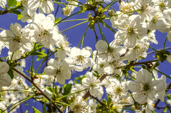 White flowers of cherry and young leaves — Stock Photo, Image