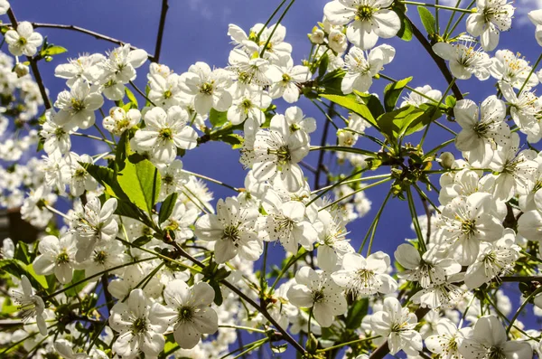 Cherry flowers on background of the sunny sky — Stock Photo, Image