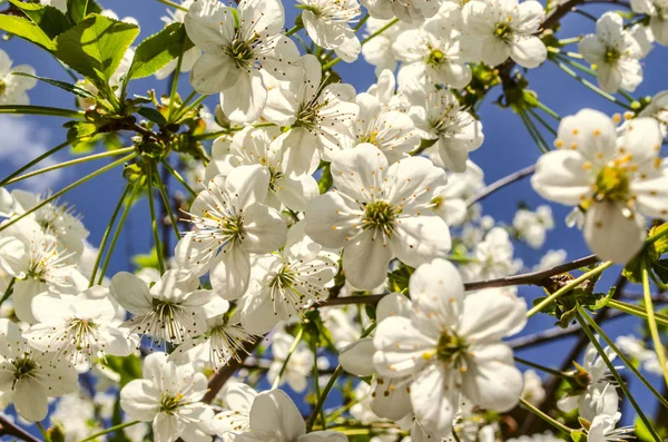 White flowers of cherry and leaves the blue sky — Stock Photo, Image