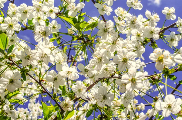 Spring blue sky with  white cherry flowers — Stock Photo, Image