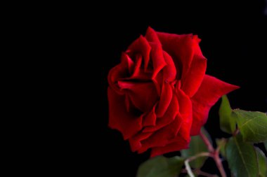 İki renkli, siyah ve mavi arkaplanda gül