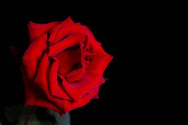 Siyah arkaplanda gül