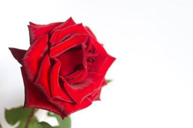 beyaz arkaplanda gül