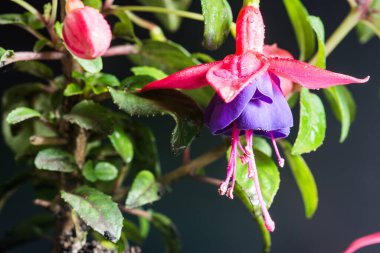 Üç güzel Fuchsia Çiçeği Kara Arkaplanda soyutlanmış Üstten sarkan