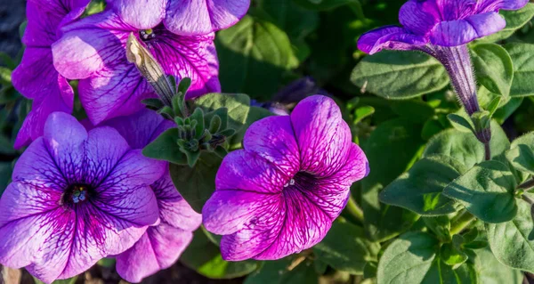 Yeşil Arka Planda Renkli Multiflora Petunyaları — Stok fotoğraf