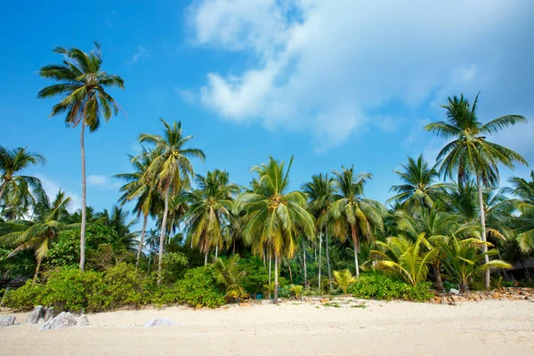 Tropikal plaj ve Koh Samui, Tayland Hindistan cevizi avuç içi — Stok fotoğraf