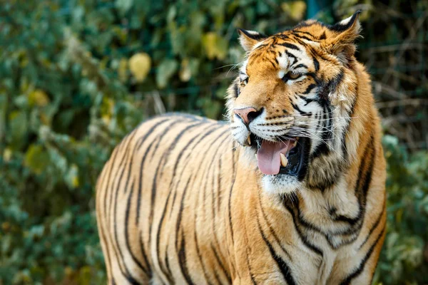 Tigre de Bengala no dia de verão — Fotografia de Stock