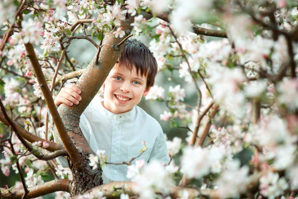 Cute little boy in blooming apple garden — Stock Photo, Image