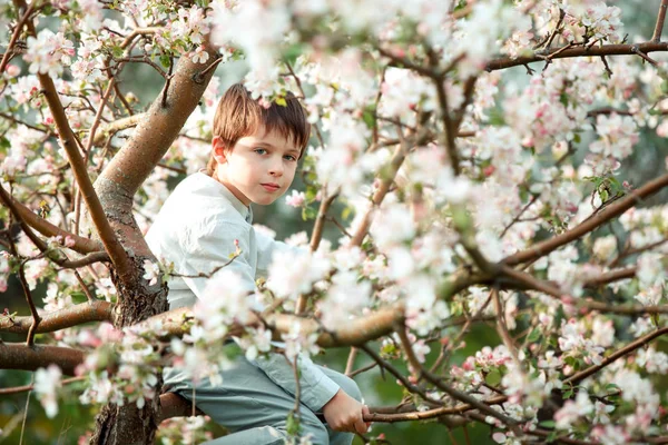 Cute little boy in blooming apple garden — Stock Photo, Image