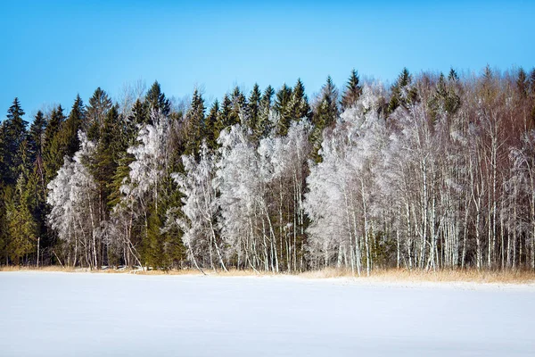 Winter landscape with views of the lake and snow-covered trees — Stock Photo, Image