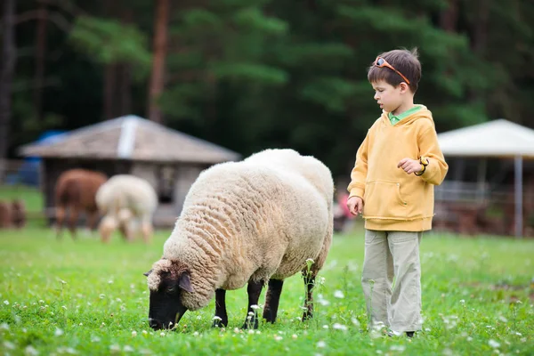 Menino bonito e uma ovelha — Fotografia de Stock
