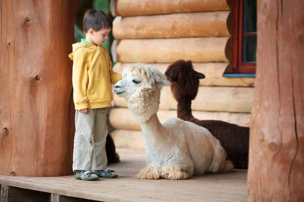 Lindo niño jugando con un bebé alpaca — Foto de Stock
