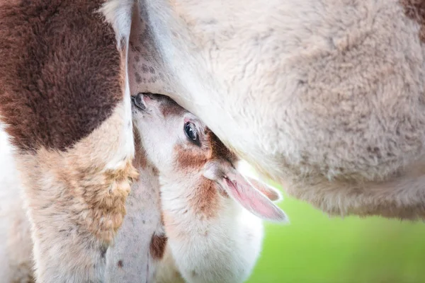 Baby lama sát mléko — Stock fotografie