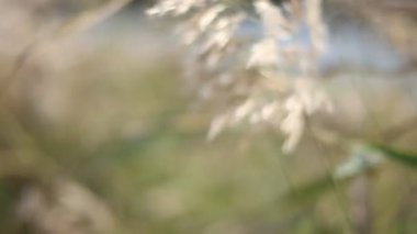 Rüzgardaki sazlıklar