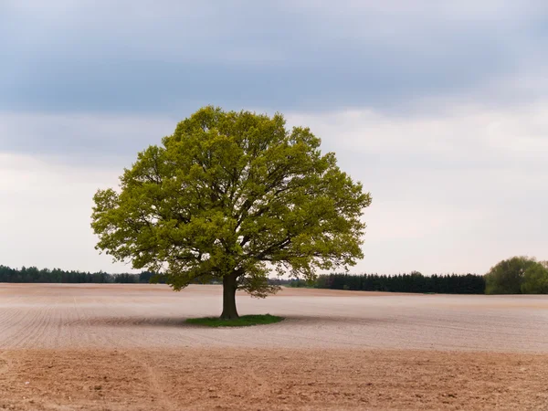 Solitary big oak tree in the middle of field — Stock Photo, Image