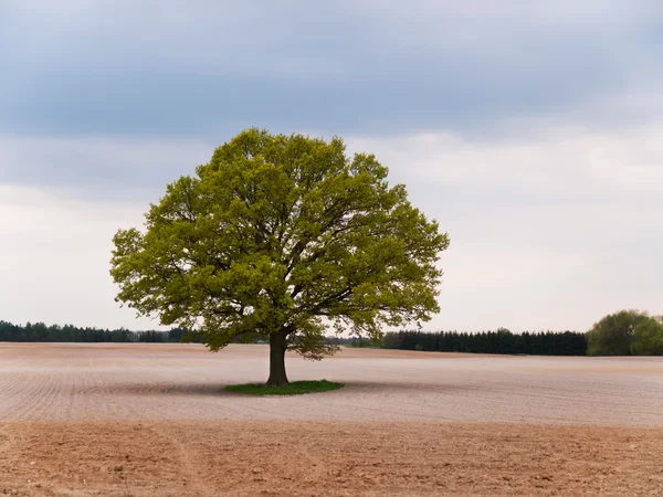 Eenzame grote eiken boom in het midden van het veld — Stockfoto