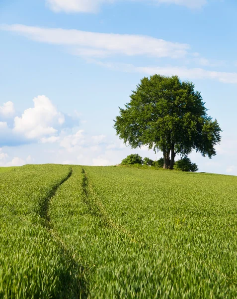 Arbre solitaire au sommet du champ au début de l'été — Photo