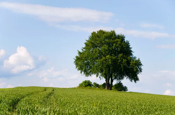 Árbol solitario en la parte superior del campo a principios de verano — Foto de Stock