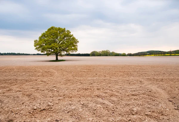 Carvalho grande solitário no meio do campo — Fotografia de Stock