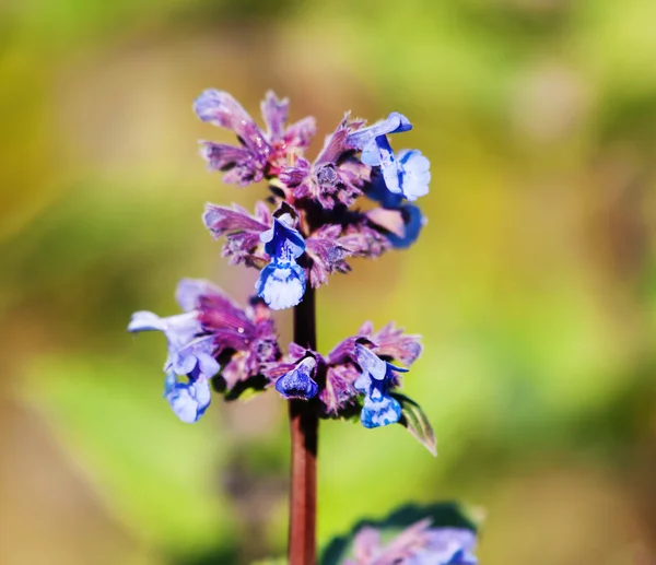 Detail obra šanta - Nepeta grandiflofa - s modrými květy — Stock fotografie