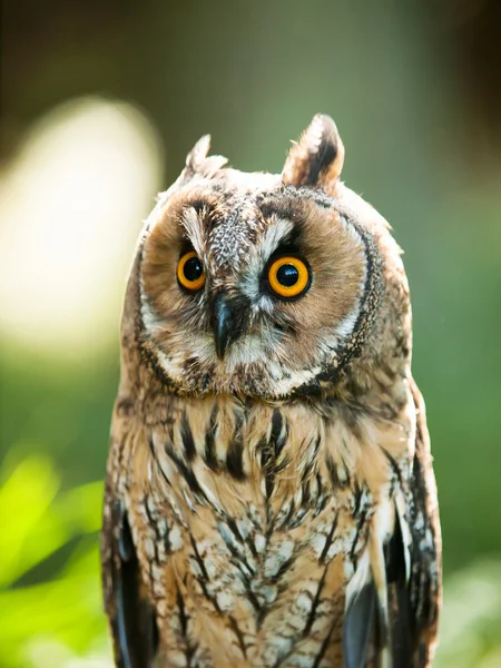 Portrait of Long-eared owl - Asio otus otus — Stock Photo, Image