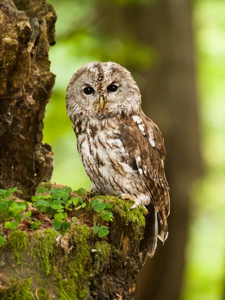 Genç kahverengi baykuş ormandaki - Strix aluco portresi