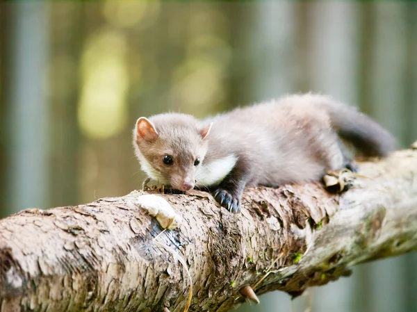 Wit breasted marten liggend op de log - Martes foina — Stockfoto